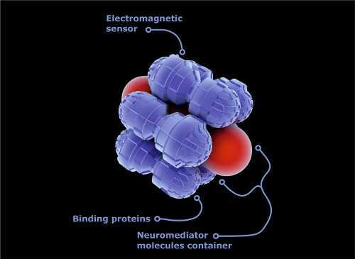 Artificial neurotransmitter capsula details