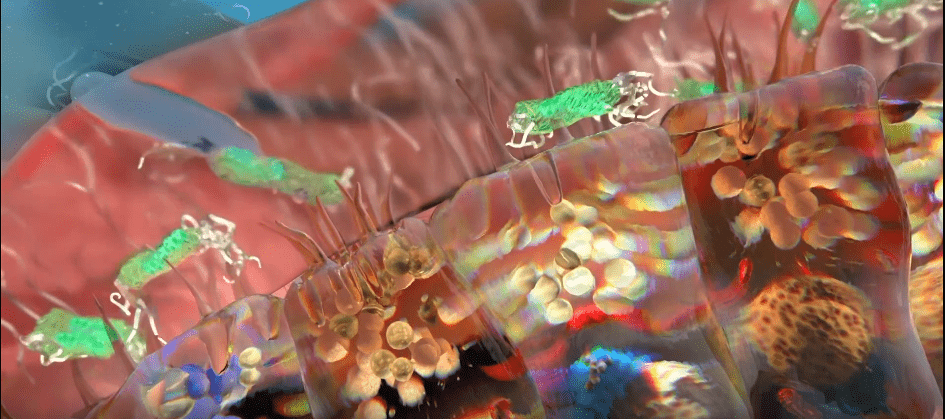 Rabeprazole moa animation