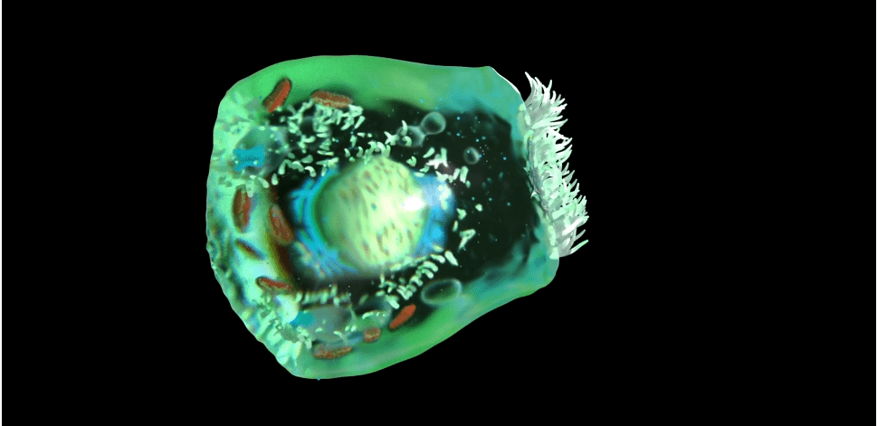 Parietal cell – 3D reconstruction