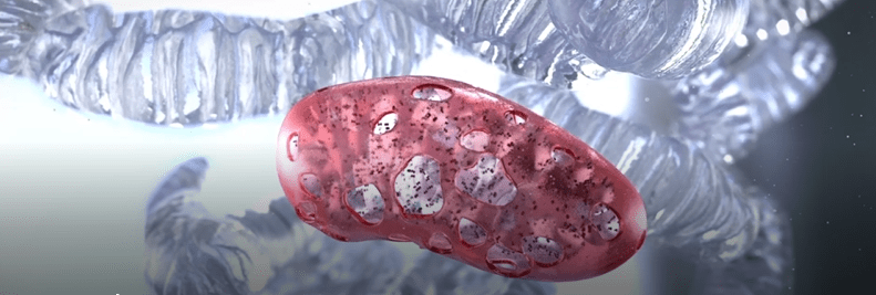 mitochondria biological animation