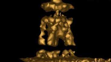 accurate 3d medical animations