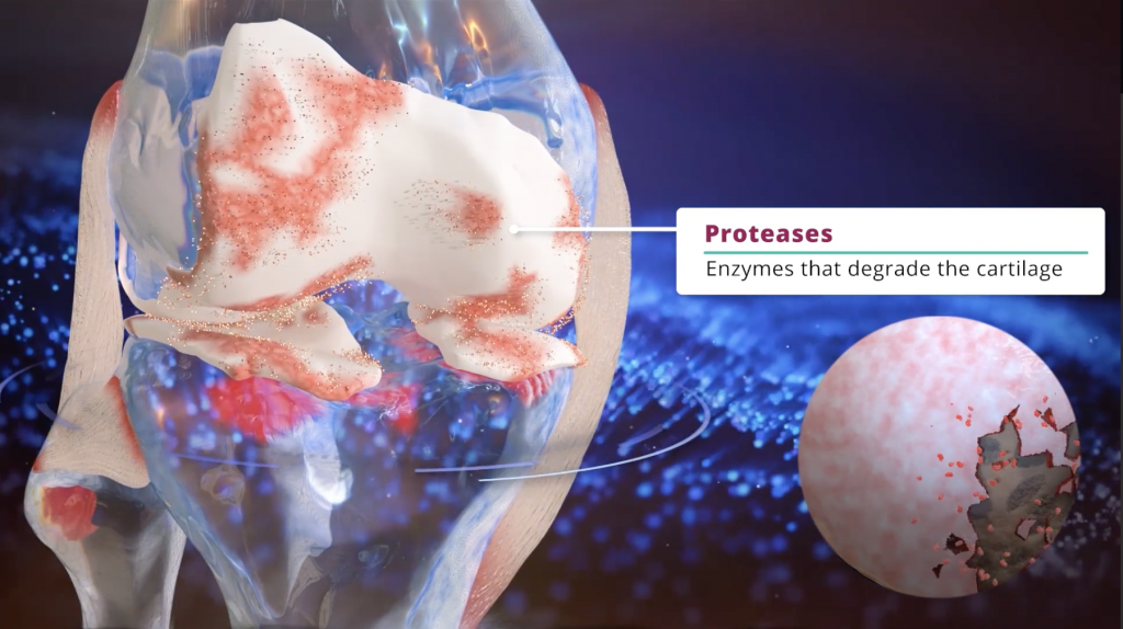 researchers-getting-closer-to-artificial-cartilage-creation-robaid