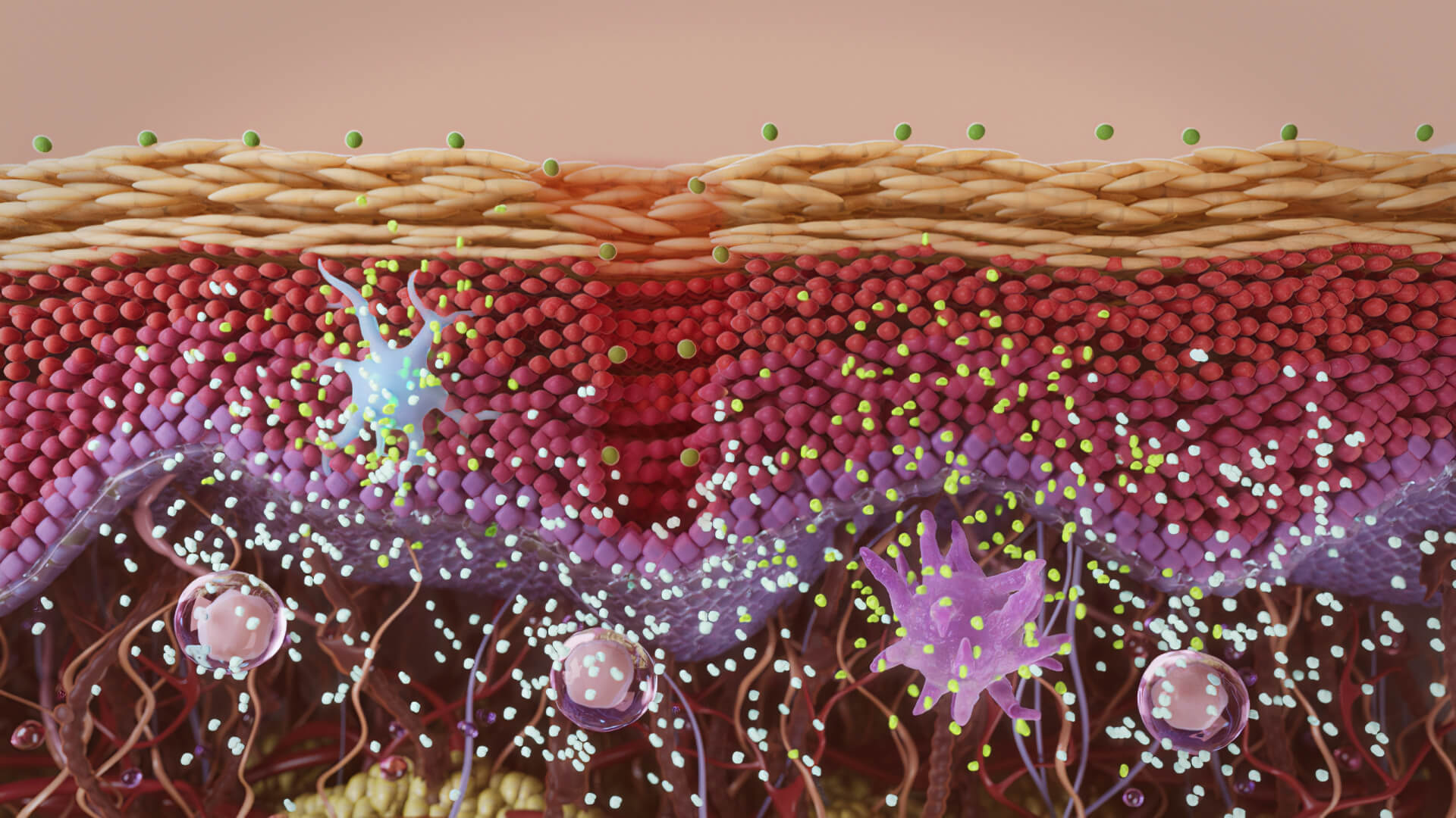 Why Aesthetic Businesses Should Use Medical Animation